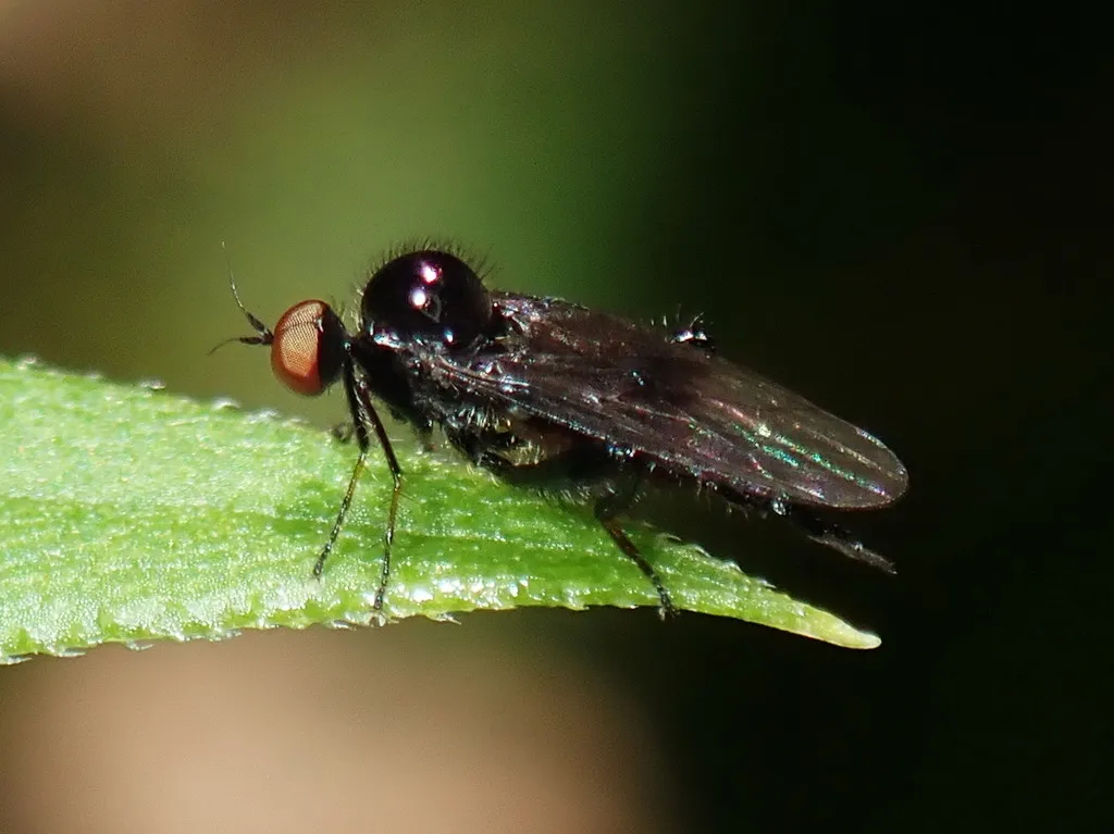 Euhybus purpureus - photo 2