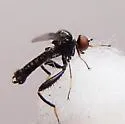 Euhybus strumaticus