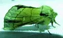 Euhyparpax rosea - Hodges#8021