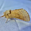 Euhyparpax rosea - Hodges#8021 - photo 2