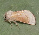 Euhyparpax rosea - Hodges#8021 - photo 3
