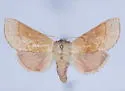 Euhyparpax rosea - Hodges#8021 - photo 4