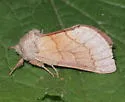 Euhyparpax rosea - Hodges#8021 - photo 5