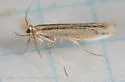 Euhyponomeutoides gracilariella - Hodges#2426
