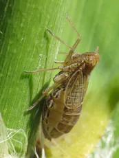 Euides basilinea - photo 2