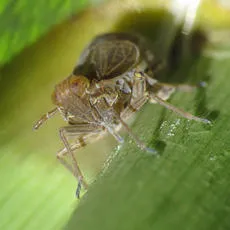 Euides basilinea - photo 3
