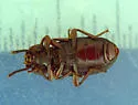 Eulabis bicarinata - Eulabis bicarinata