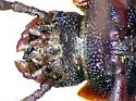 Eulabis bicarinata - photo 5