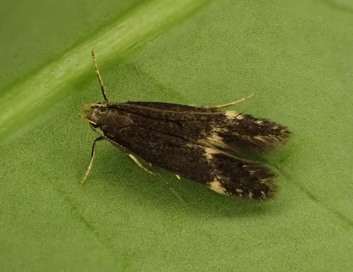 Oxypteryx atrella - Oxypteryx atrella