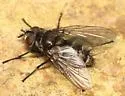 Eulasiona comstocki