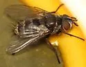 Eulasiona comstocki - photo 2