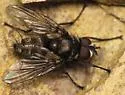 Eulasiona comstocki - photo 3