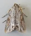 Eulathosea obtusa - Hodges#10189 - Eulathosea obtusa