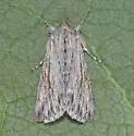 Eulathosea obtusa - Hodges#10189 - photo 5