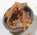 Kuno scale - photo 5