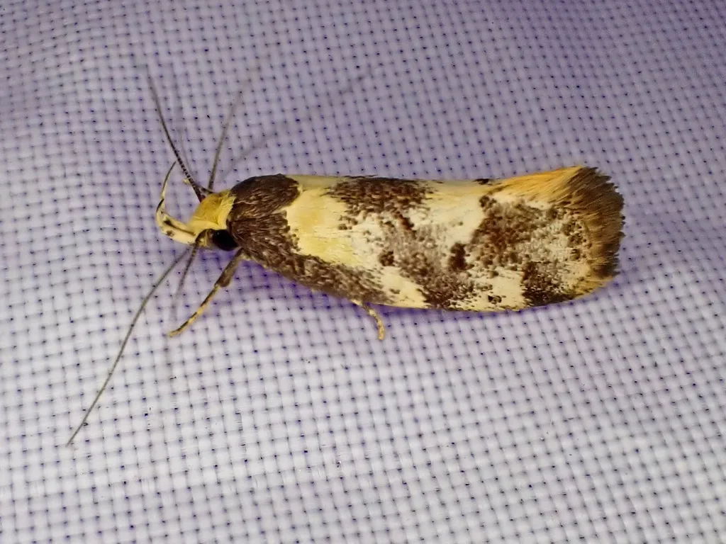 Eulechria marmorata - photo 2