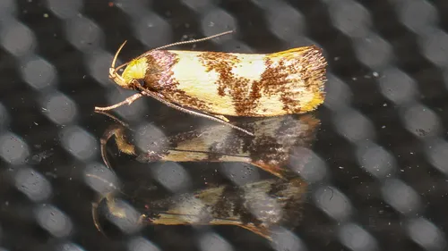 Eulechria marmorata - photo 7