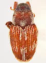 Eulechriops minuta - Eulechriops minuta