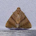 Eulepidotis addens - Hodges#8569.1