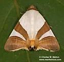 Eulepidotis electa - Hodges#8570.2