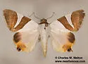 Eulepidotis electa - Hodges#8570.2 - photo 2