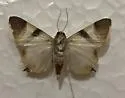 Eulepidotis electa - Hodges#8570.2 - photo 4