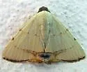Eulepidotis micca - Hodges#8571