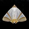 Eulepidotis persimilis - Hodges#8570.4