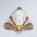 Eulepidotis persimilis - Hodges#8570.4 - photo 4