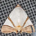 Eulepidotis persimilis - Hodges#8570.4 - photo 5