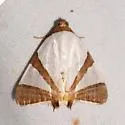 Eulepidotis rectimargo - Hodges#8570.1