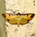 Eulepte anticostalis - Hodges#5195 - photo 3
