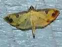 Eulepte anticostalis - Hodges#5195 - photo 4