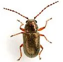 Eulepton burkei - photo 3
