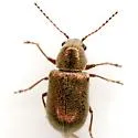 Eulepton burkei - photo 4