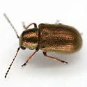 Eulepton burkei - photo 5