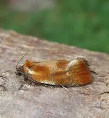 Eulia ministrana - Eulia ministrana