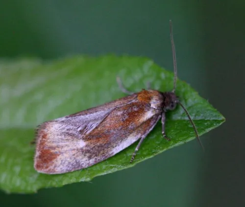 Eulia ministrana - photo 2