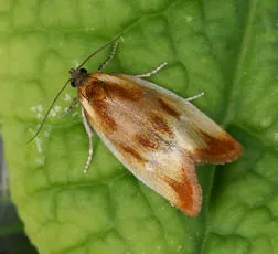 Eulia ministrana - photo 3