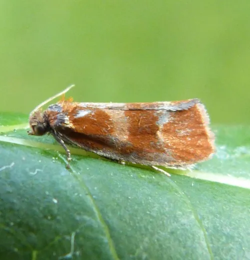 Eulia ministrana - photo 4