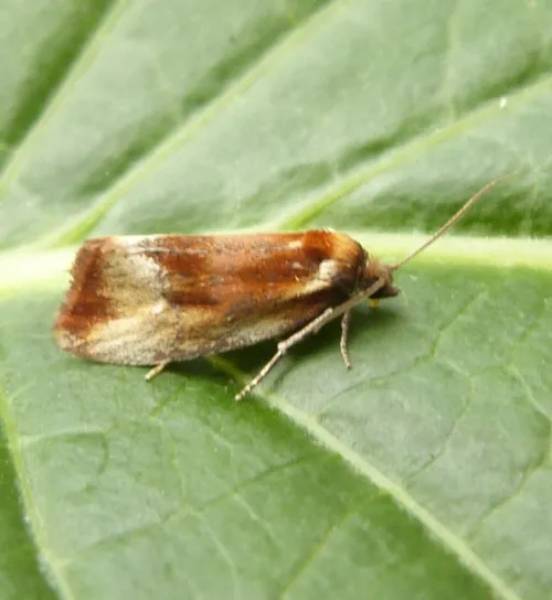 Eulia ministrana - photo 6