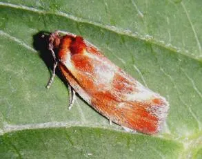 Eulia ministrana - photo 7