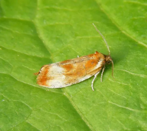 Eulia ministrana - photo 8