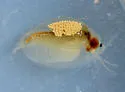 Eulimnadia geayi