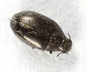 Eulimnichus californicus