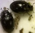 Eulimnichus californicus - photo 3