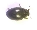 Eulimnichus californicus - photo 4