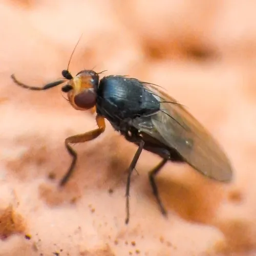 Spelobia ochripes - photo 2