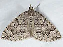 Eulithis destinata - Hodges#7204