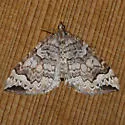 Eulithis destinata - Hodges#7204 - photo 2